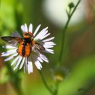 Breitflügelige Raupenfliege