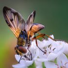 Breitflügelige Raupenfliege