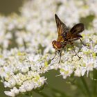 Breitflügelige Raupenfliege