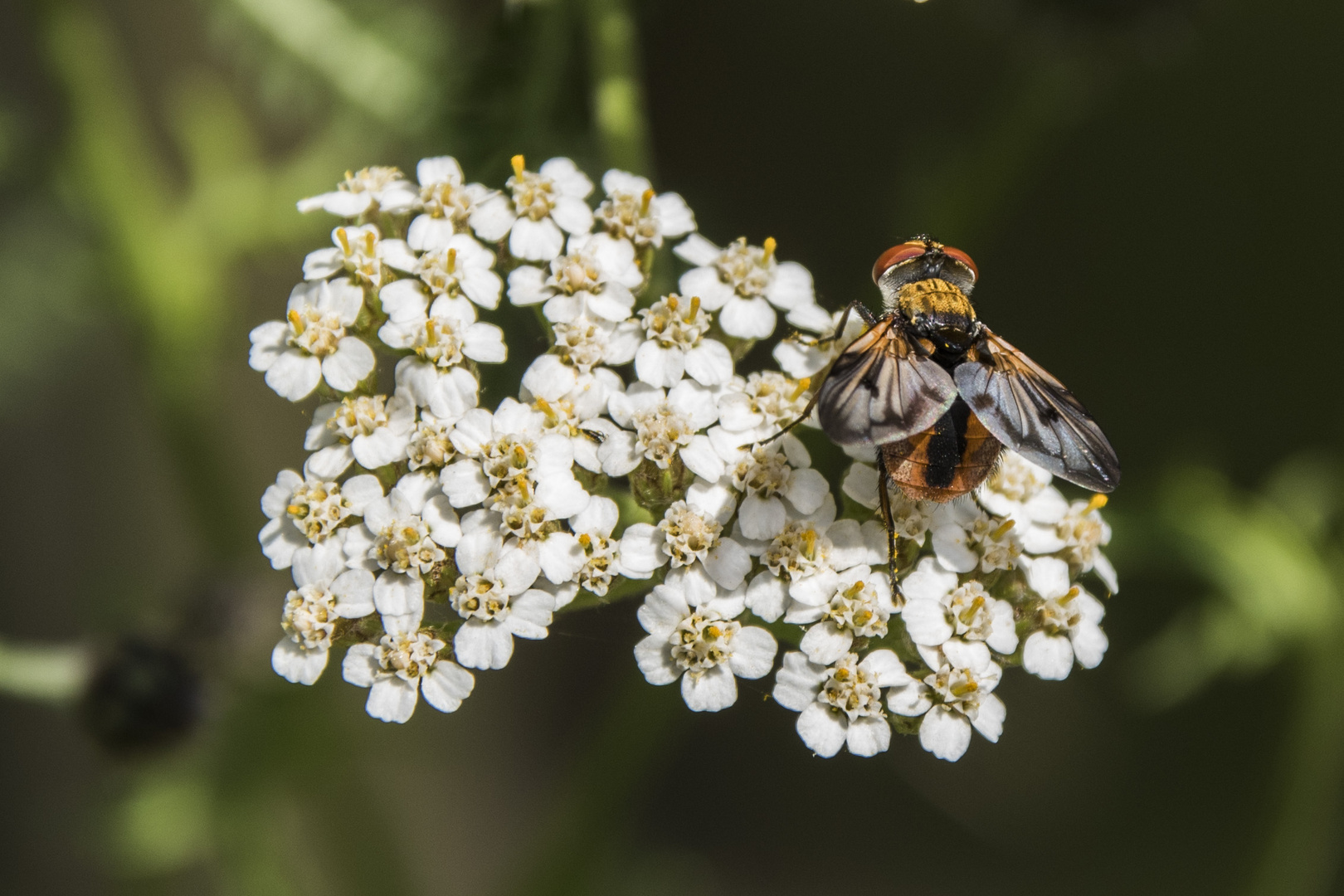 Breitflügelige Raupenfliege