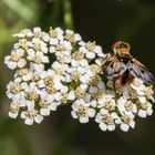 Breitflügelige Raupenfliege