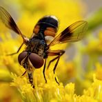 Breitflügelige Raupenfliege