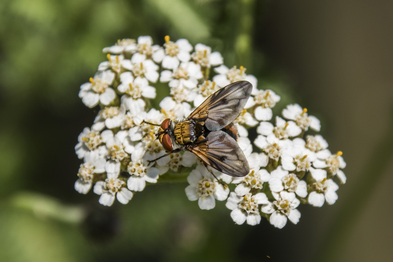 Breitflügelige Raupenfliege