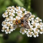 Breitflügelige Raupenfliege