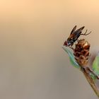 Breitflügelige Raupenfliege