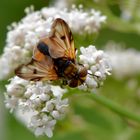 Breitflügelige Raupenfliege