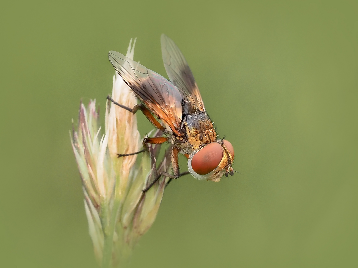 Breitflügelige Raupenfliege