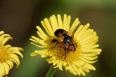 Breitflügelige Raupenfliege