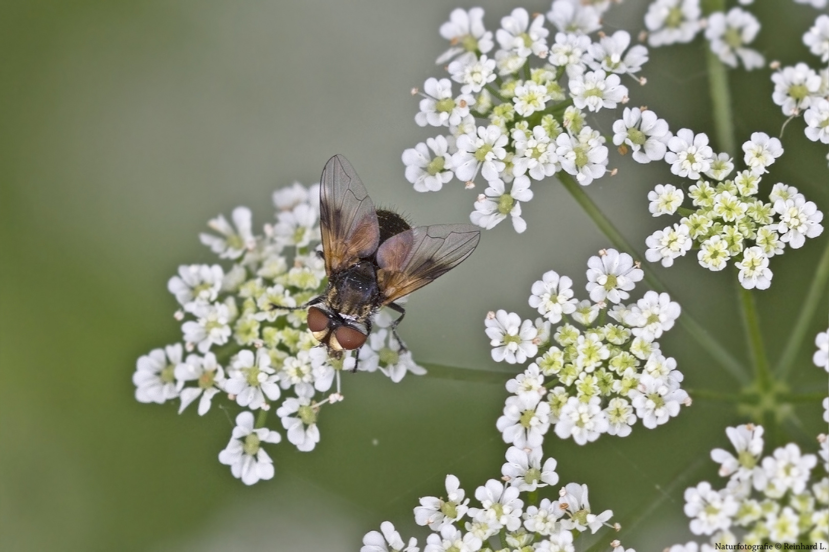 Breitflügelige Raupenfliege 