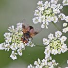 Breitflügelige Raupenfliege 