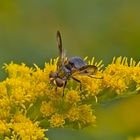  Breitflügelige Raupenfliege an Goldrute