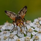 Breitflügelige Raupenfliege an Schafgarbe