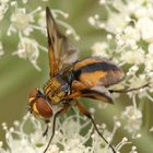 Breitflügelige Raupenfliege