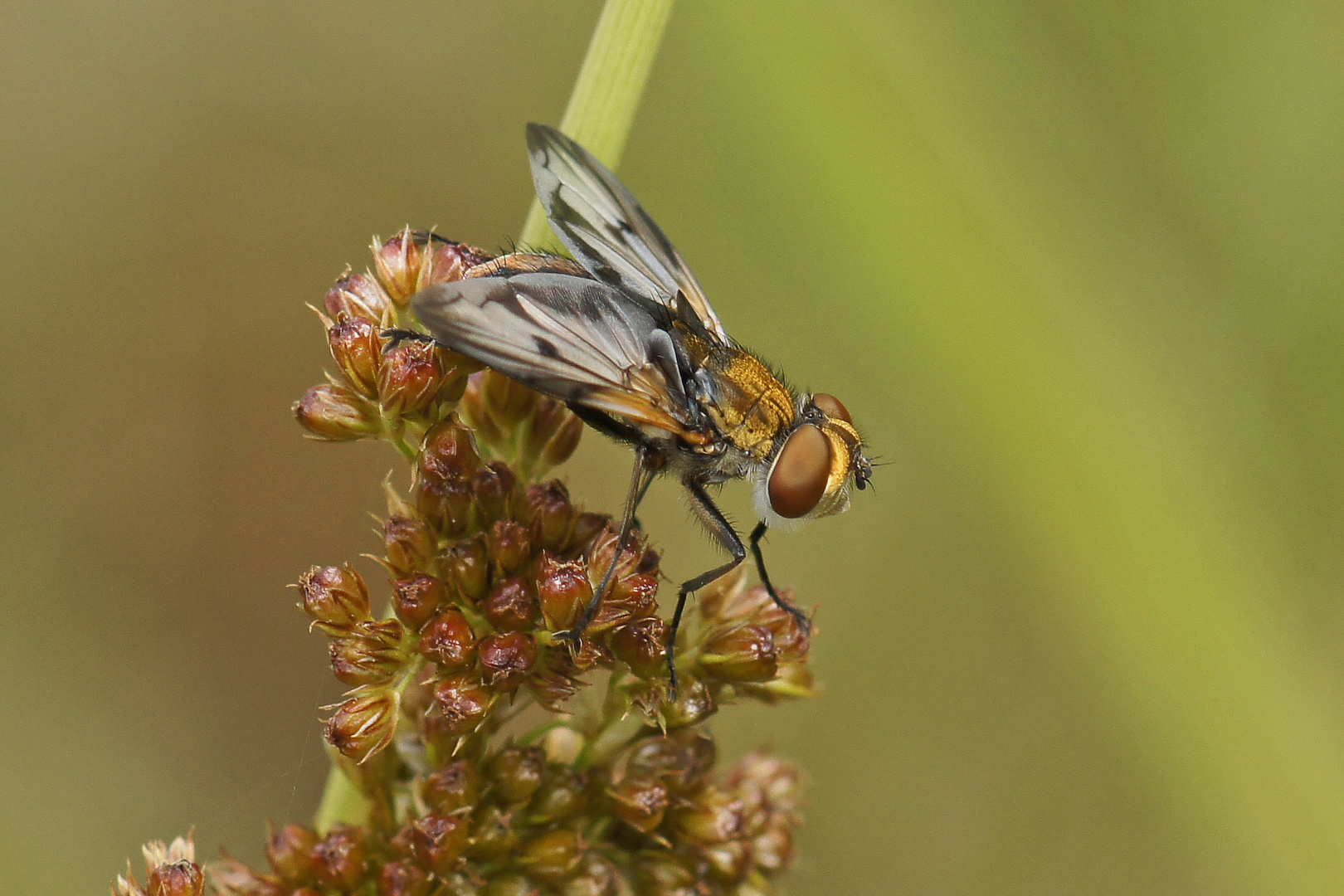 Breitflügelige Raupenfliege (Ectophasia crassipennis)