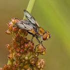 Breitflügelige Raupenfliege (Ectophasia crassipennis)