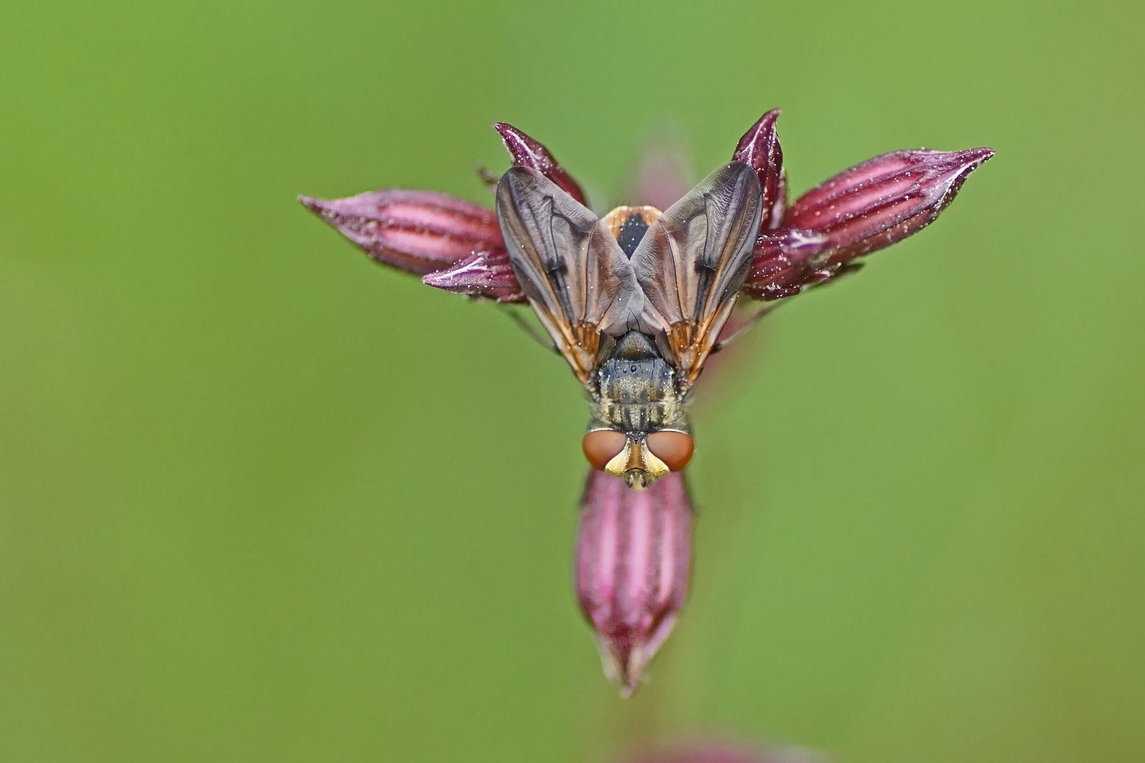 Breitflügelige Raupenfliege (Ectophasia crassipennis)