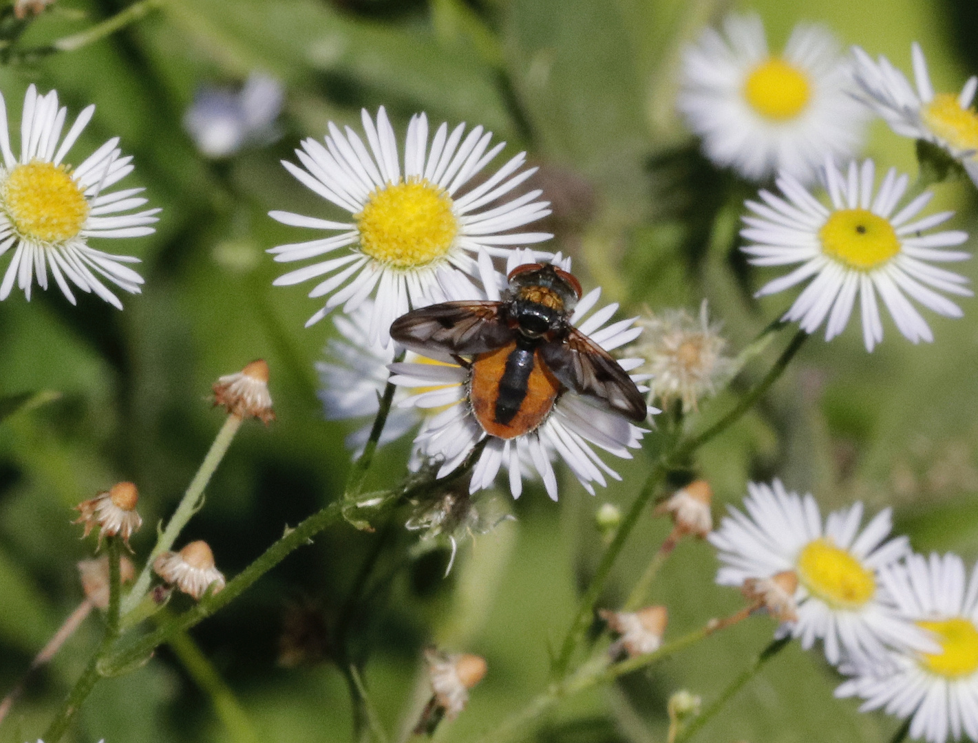 Breitflügelige Raupenfliege (Ectophasia crassipennis)