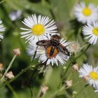 Breitflügelige Raupenfliege (Ectophasia crassipennis)