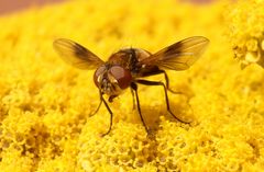 Breitflügelige Raupenfliege (Ectophasia crassipennis)