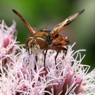 Breitflügelige Raupenfliege, Ectophasia crassipennis