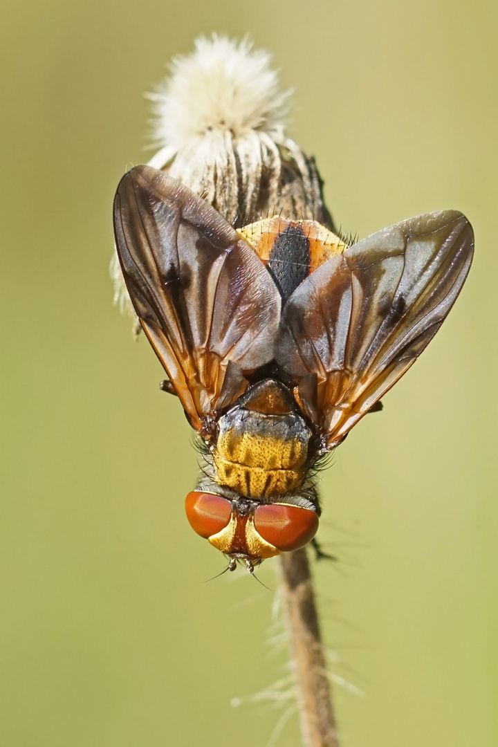 Breitflügelige Raupenfliege (Ectophasia crassipennis)