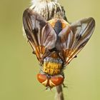 Breitflügelige Raupenfliege (Ectophasia crassipennis)