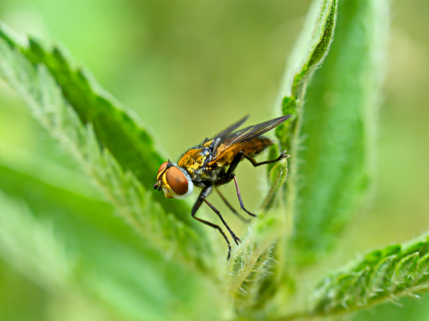 Breitflügelige Raupenfliege (Ectophasia crassipennis) in einer Brennessel versteckt!