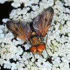 Breitflügelige Raupenfliege, Ectophasia crassipennis, männlich