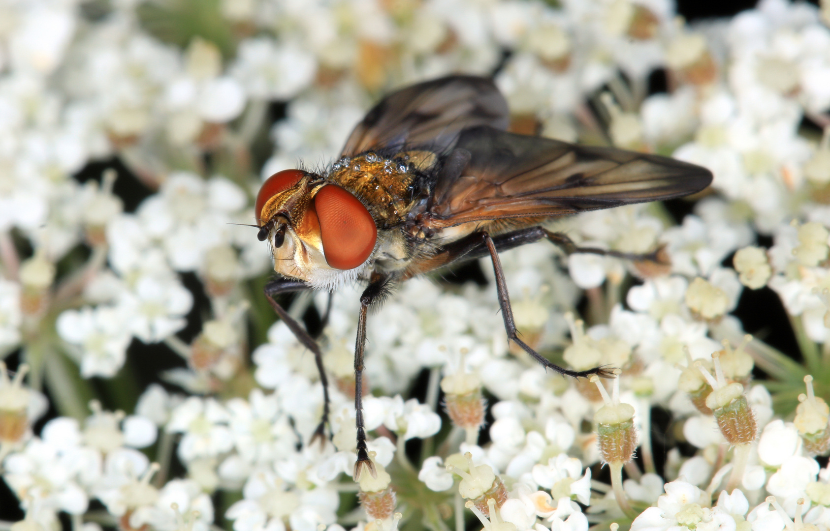 Breitflügelige Raupenfliege, Ektophasia crassipennis, männlich