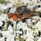 Breitflügelige Raupenfliege, Ektophasia crassipennis, männlich