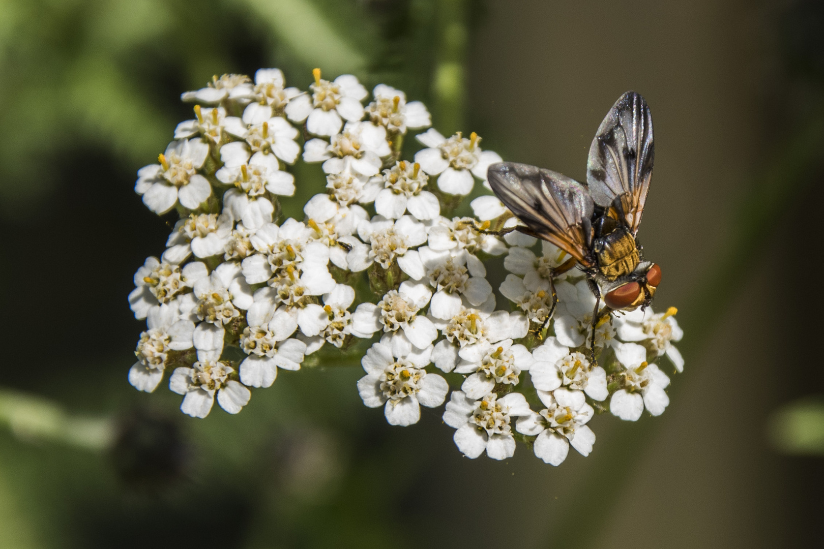 Breitflügelige Raupenfliege