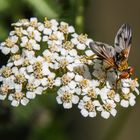 Breitflügelige Raupenfliege