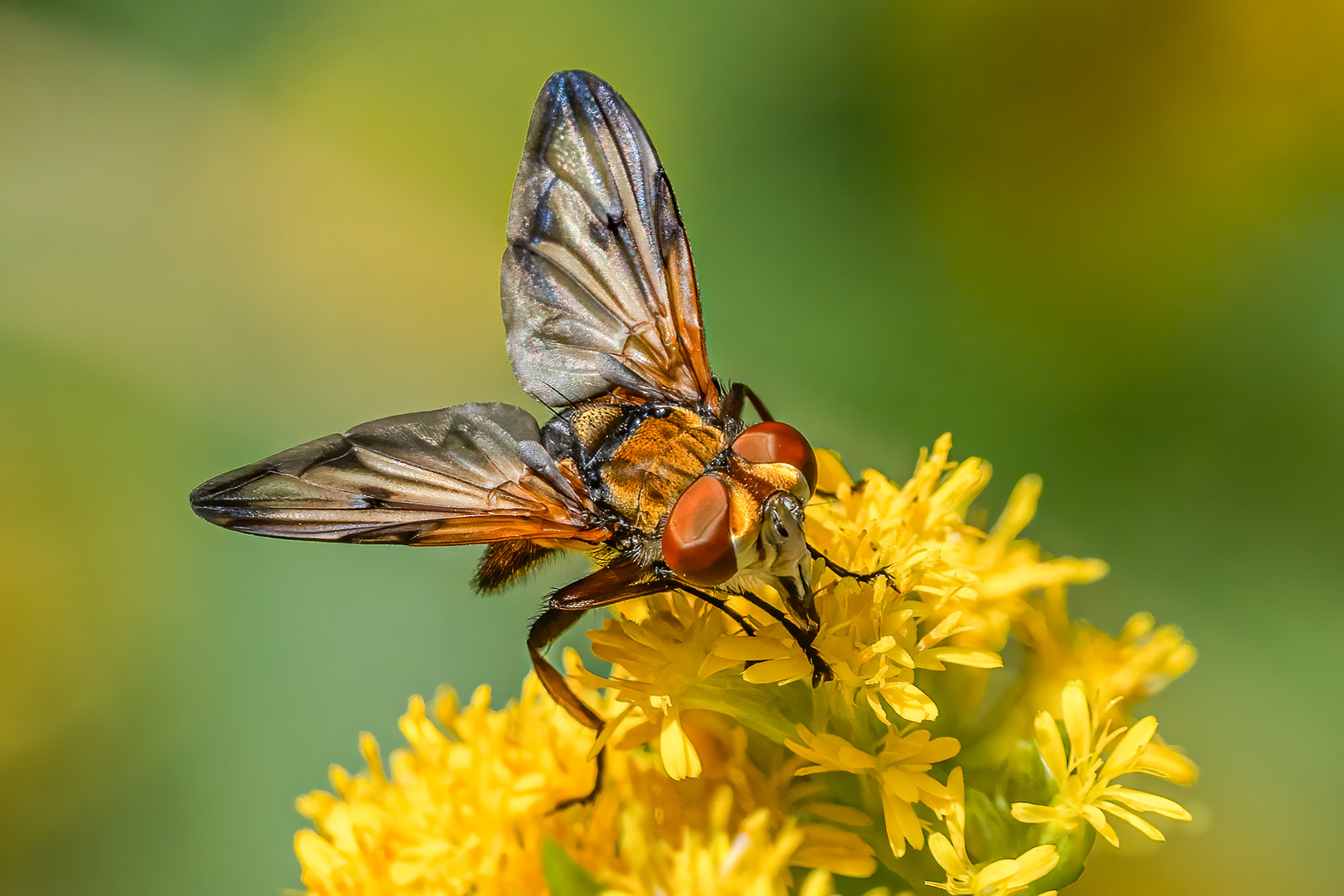 Breitflügelige Raupenfliege (männlich)