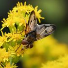 Breitflügelige Raupenfliege_2