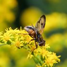 Breitflügelige Raupenfliege_3