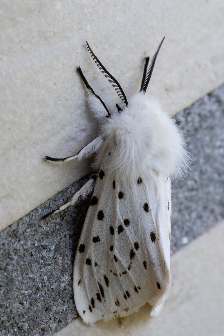 Breitflügeliger Fleckleibbär (Spilosoma lubricipeda)