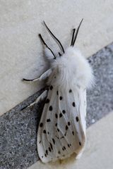 Breitflügeliger Fleckleibbär (Spilosoma lubricipeda)