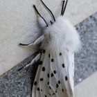 Breitflügeliger Fleckleibbär (Spilosoma lubricipeda)