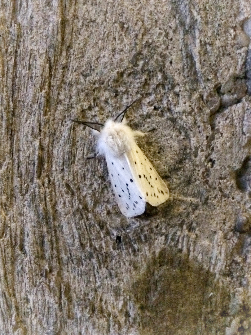 Breitflügeliger Fleckleibbär / White Ermine / Spilosoma lubricipeda