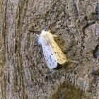 Breitflügeliger Fleckleibbär / White Ermine / Spilosoma lubricipeda