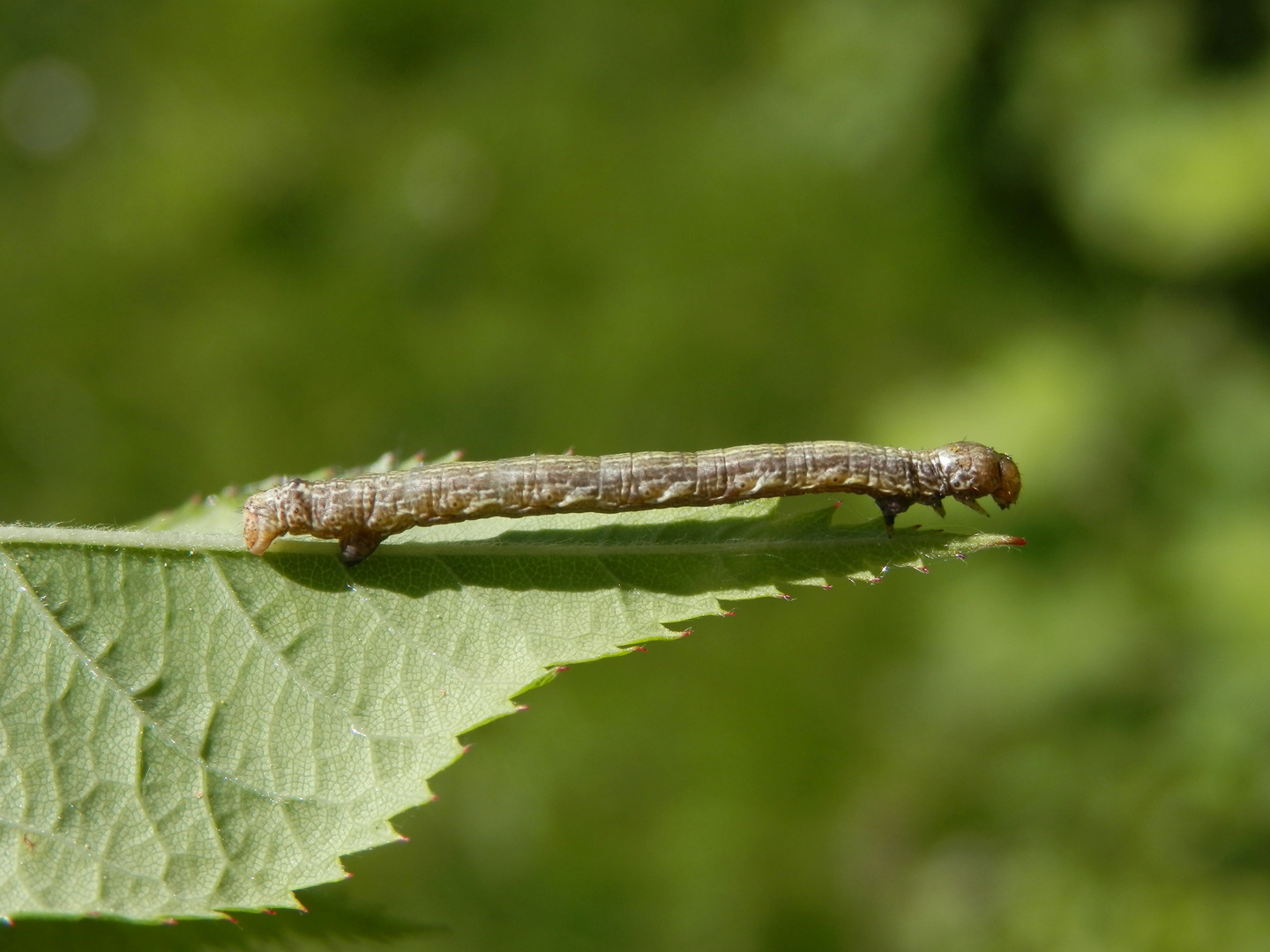 Breitflügelspanner-Raupe (Agriopis sp.)