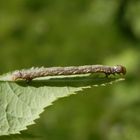 Breitflügelspanner-Raupe (Agriopis sp.)
