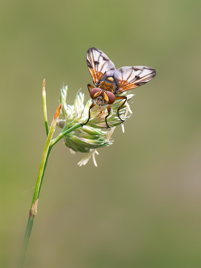 Breitflüglige Raupenfliege