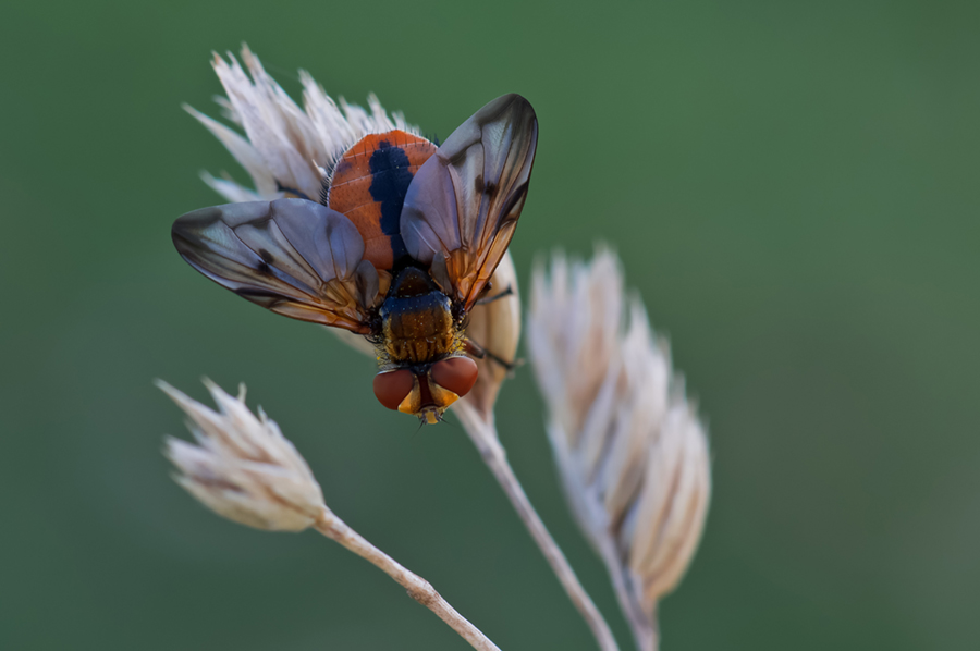 Breitflüglige Raupenfliege (Ectopasia crassipennis)