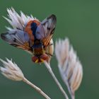 Breitflüglige Raupenfliege (Ectopasia crassipennis)