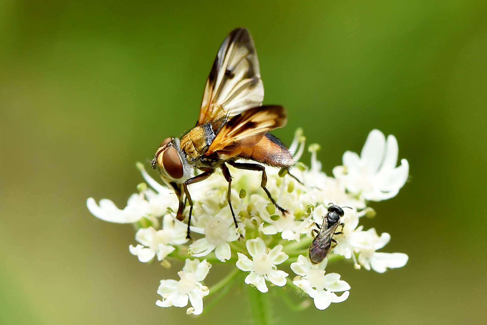 Breitflüglige Raupenfliege - Ectophasia crassipennis