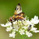 Breitflüglige Raupenfliege - Ectophasia crassipennis