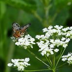 .Breitflüglige Raupenfliege  Männchen