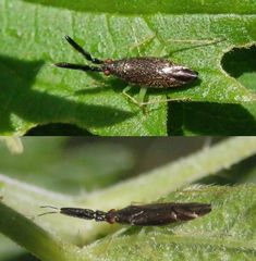 Breitfühler-Weichwanze (Heterotoma planicornis)