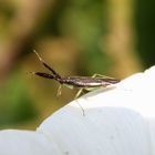 Breitfühler-Weichwanze (Heterotoma planicornis) auf Zaunwinde